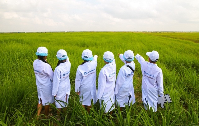 Những vị khách sữa học đường nhí lần đầu tiên được thăm không gian xanh mát trải rộng hàng trăm hécta của hàng nghìn cô bò ở đây