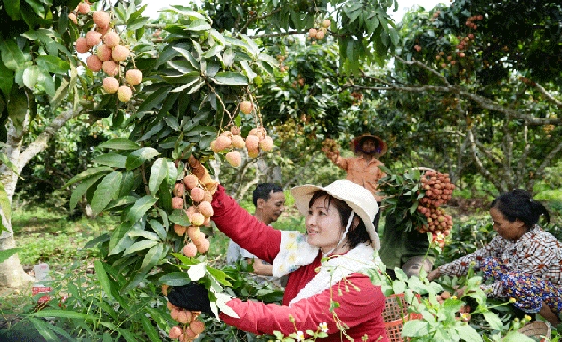 Mùa vải năm nay hứa hẹn bội thu, được mùa được giá