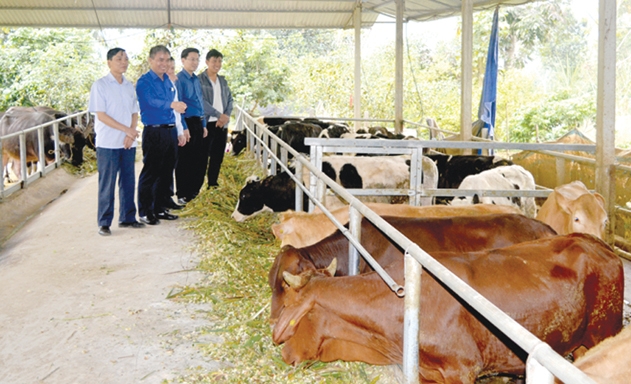 HTX Tiến Thành bàn giao đàn trâu, bò cho HTX Tiến Quang