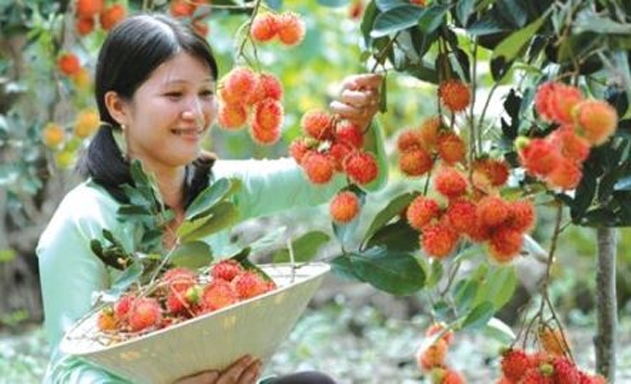 ​Chôm chôm của HTX đã không còn phải lo đầu ra