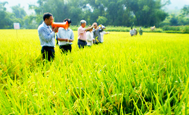 Gạo Bao thai Chợ Đồn đang được xếp hạng 3 sao OCOP cấp tỉnh