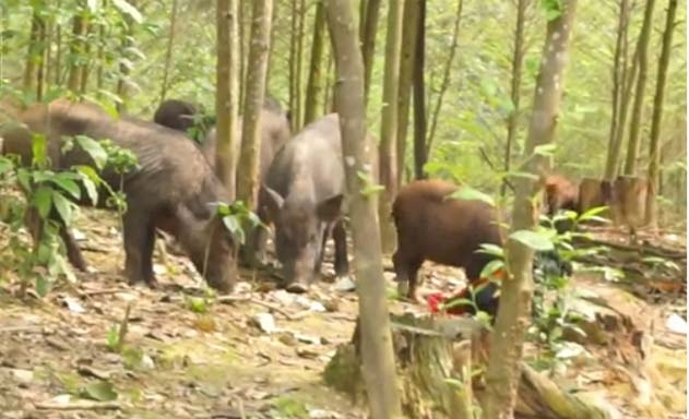 Mô hình nuôi lợn rừng thả tự nhiên của HTX