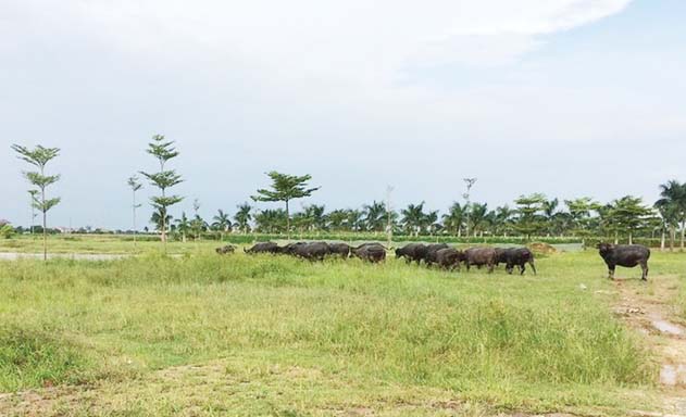 Dự án bất động sản thành... nơi chăn thả gia súc
