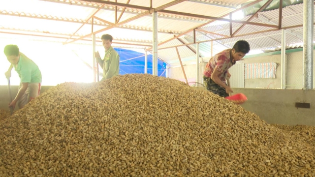 HTX Thổ Bình chọn hướng đi đúng từ cây lạc