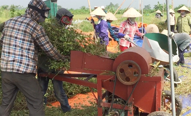 Thành viên HTX Mỹ Thành sơ chế cây cà gai leo
