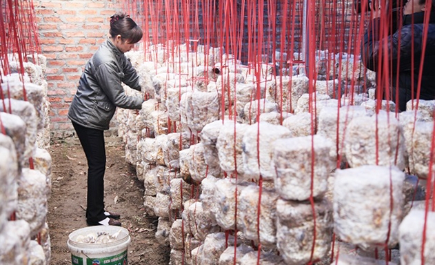 HTX đang có doanh thu trên 5 tỷ đồng/năm nhờ trồng nấm an toàn