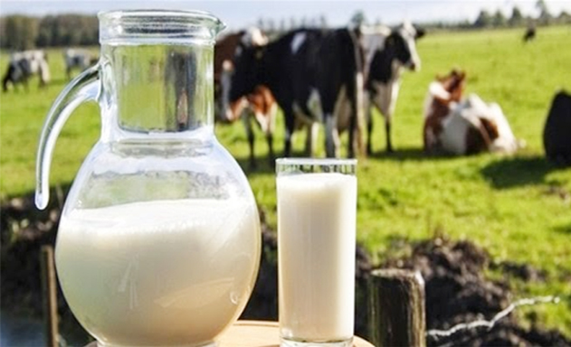 Qatar hiện đã có thể tự cung tự cấp về sữa và thịt gia cầm tươi