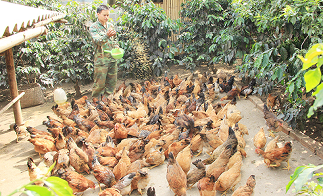 ​Mô hình nuôi gà thả vườn của HTX