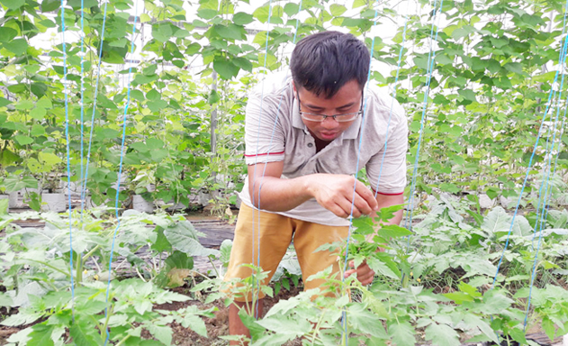 Mô hình trồng dưa theo công nghệ Israel của HTX đang cho hiệu quả cao