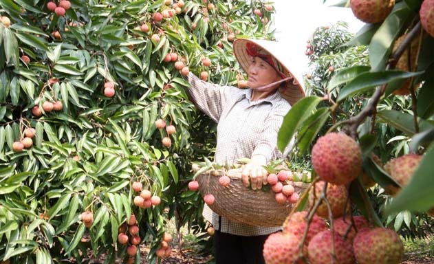 Quả vải chủ yếu XK tươi, giá trị thu về thấp