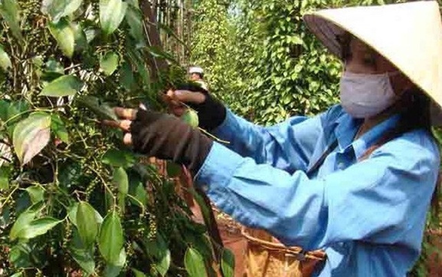 Xuất khẩu hồ tiêu tăng lượng nhưng giảm giá trị (Ảnh Internet)