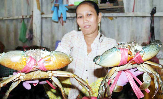 ​Mỗi thành viên HTX đều cố gắng tuân thủ tốt yêu cầu nuôi cua VietGAP