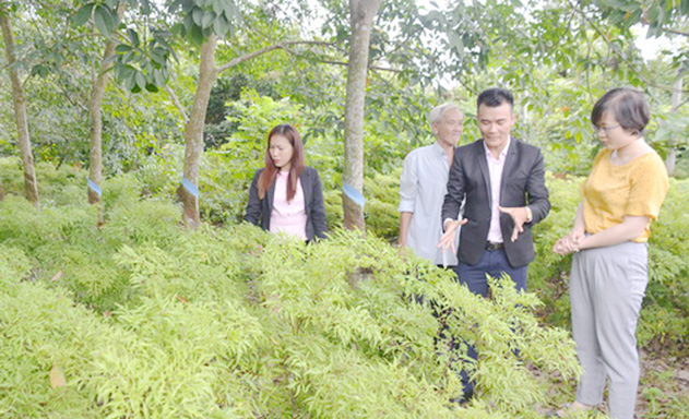 ​Anh Việt giới thiệu kỹ thuật trồng cây đinh lăng dưới tán cao su