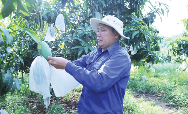 Ông Hà Văn Sơn bên cây xoài loại 1 xuất khẩu đi Mỹ