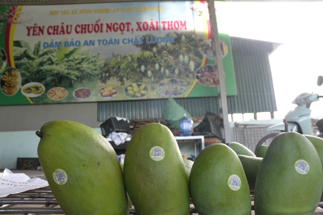 Những lô xoài của huyện Yên Châu đã được xuất khẩu sang thị trường Mỹ