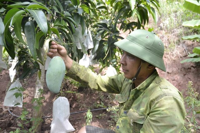 Ông Hoàng Văn Hoan đang kiểm tra xoài