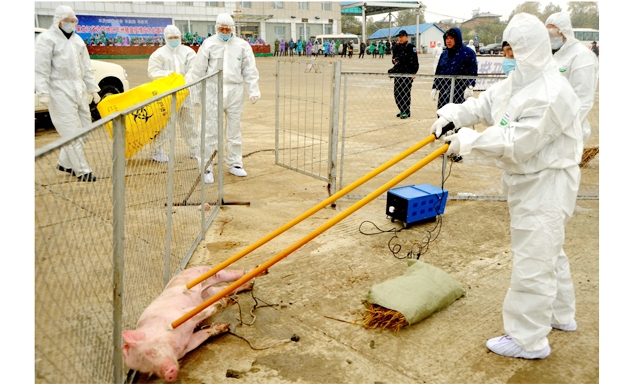 Trung Quốc có 120 điểm dịch tả lợn châu Phi tại hầu hết trong số 34 đơn vị hành chính cấp tỉnh