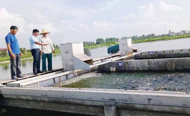 Mô hình nuôi cá trong ao nổi của HTX