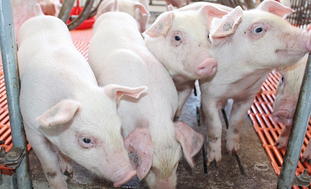 DN chăn nuôi vừa lo đối phó với dịch bệnh vừa lo tiền trả lãi ngân hàng