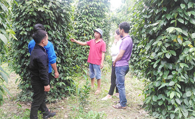 ​Mô hình trồng tiêu của gia đình anh Tạ Văn Cường