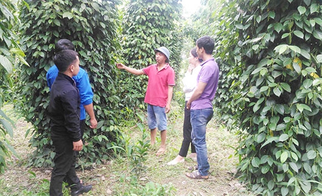 ​Mô hình trồng tiêu của gia đình anh Tạ Văn Cường