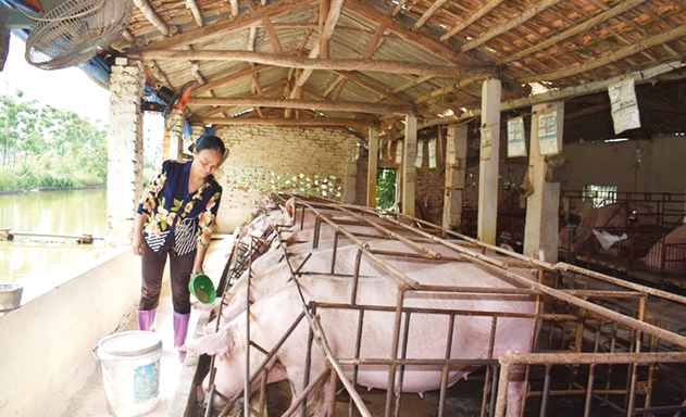 Một khu nuôi lợn của thành viên HTX