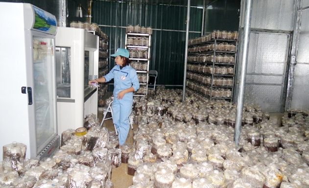 HTX đang mở ra hướng đi đầy triển vọng từ sản xuất nấm an toàn