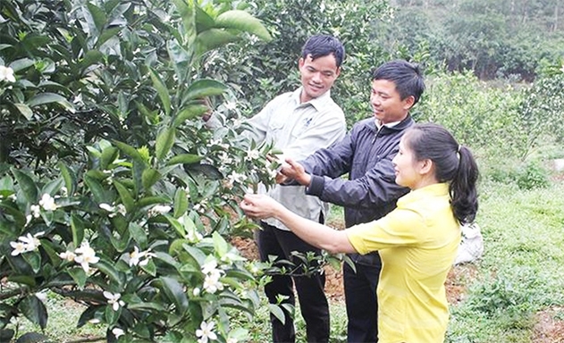 HTX đã góp phần không nhỏ trong bảo tồn, gìn giữ và quảng bá thương hiệu Cam Thượng Lộc