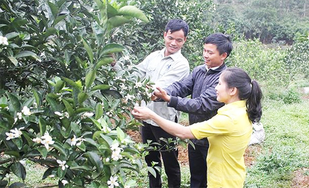 Cầm bằng đại học khởi nghiệp với HTX