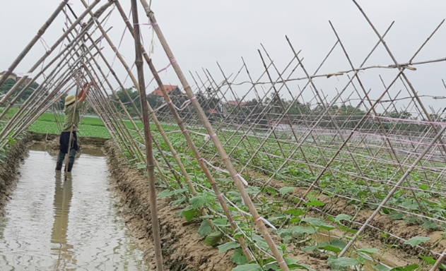 Dưa chuột bao tử có thời gian sinh trưởng 85 ngày, sau thu hoạch cho lãi gấp 5 - 6 lần trồng lúa