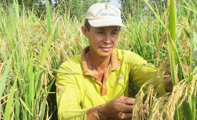 DN sản xuất, kinh doanh gạo hữu cơ, đặc sản gặp khó khi xây dựng vùng nguyên liệu