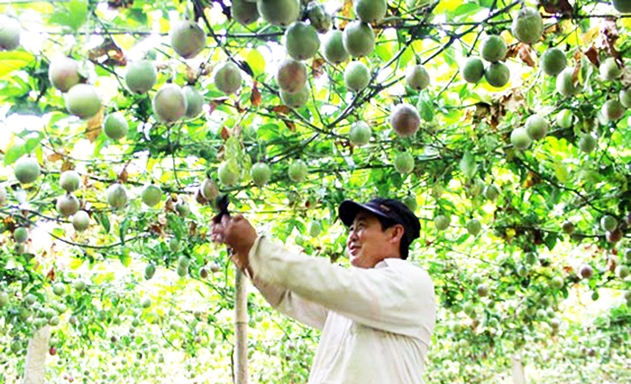 Mô hình chanh leo an toàn của HTX đang cho thu nhập trên 200 triệu đồng/ha/năm