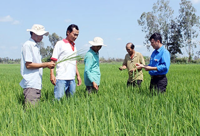 Dự án trồng lúa do VnSAT hỗ trợ thực hiện đang phát triển xanh tốt