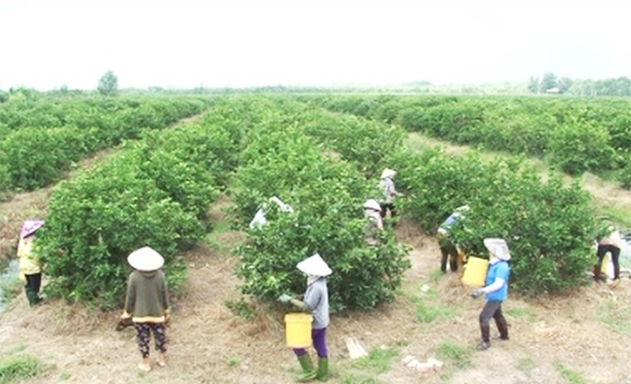 ​HTX góp phần tích cực bảo vệ môi trường, nâng cao đời sống thành viên nhờ cây chanh không hạt