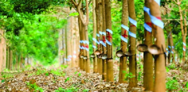 Việc chuyển nhượng diễn ra trong bối cảnh giá cao su liên tục phá đỉnh