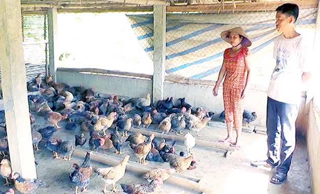 Mô hình nuôi gà đồi an toàn của THT đang cho lợi nhuận cao