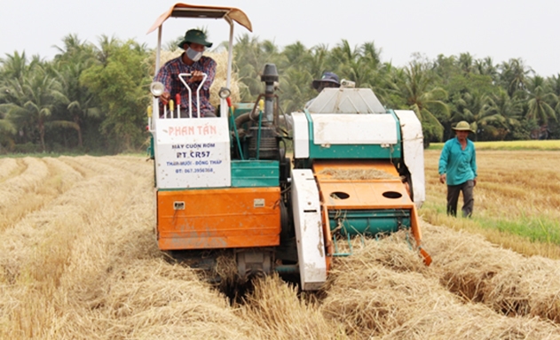 HTX Bình Tây thu hoạch lúa cho thành viên