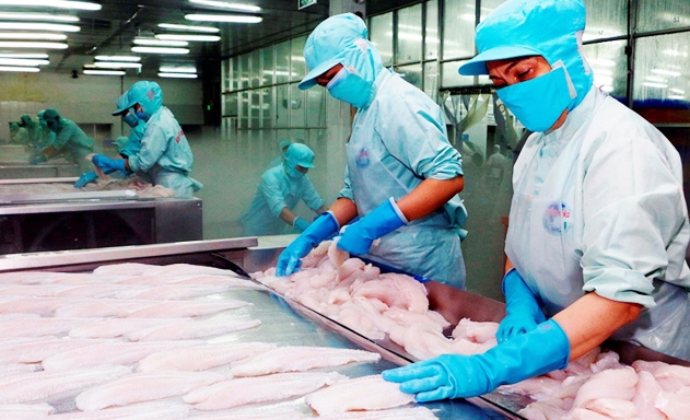 Người Việt xa lạ với chính con cá tra có giá trị xuất khẩu hàng tỷ USD mỗi năm