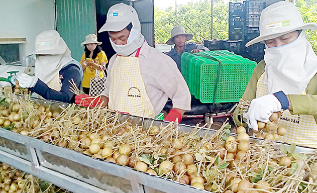 ​Sơ chế nhãn xuồng cơm vàng tại HTX Nhân Tâm