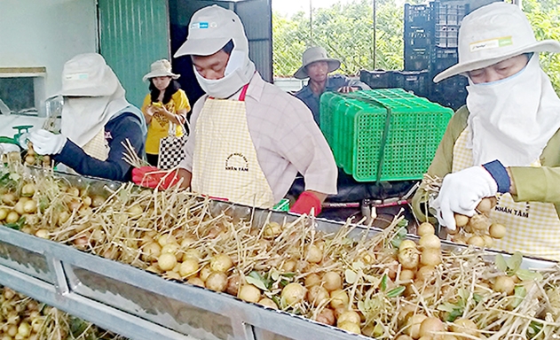 ​Sơ chế nhãn xuồng cơm vàng tại HTX Nhân Tâm