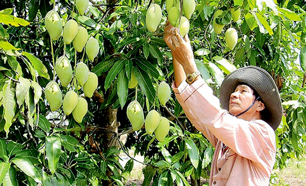 Nhờ sản xuất an toàn, HTX đang mở cánh cửa tới các thị trường khó như Mỹ, Australia...