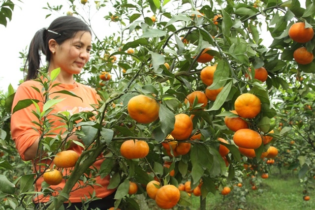 Hà Nội mở rộng diện tích cây ăn quả ứng dụng công nghệ cao (Ảnh Internet)