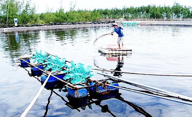 HTX đang có lợi nhuận gần 300 triệu đồng/năm từ nuôi cá an toàn