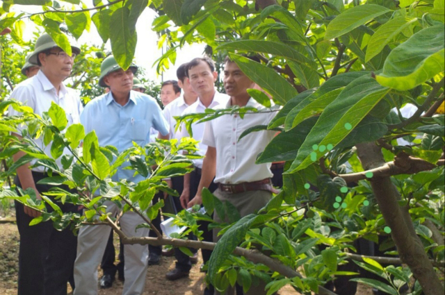 Đoàn lãnh đạo của Trung ương và địa phương thăm mô hình trồng na bở tại HTX Liên Khê huyện Thủy Nguyên, TP Hải Phòng