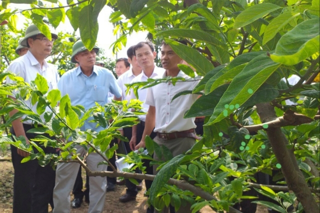 Đoàn lãnh đạo của Trung ương và địa phương thăm mô hình trồng na bở tại HTX Liên Khê huyện Thủy Nguyên, TP Hải Phòng