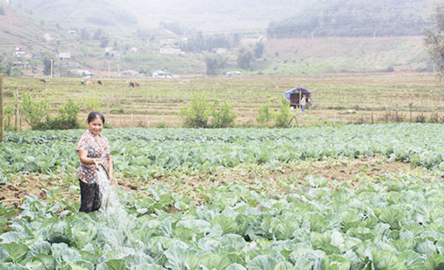 Vùng rau an toàn của HTX