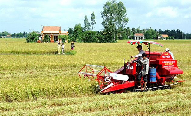 Thu hoạch lúa bằng máy gặp đập trên cánh đồng lớn của HTX