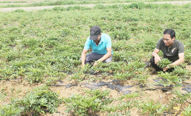 Kiểm tra sinh trưởng của cây Đương quy tại vườn dược liệu