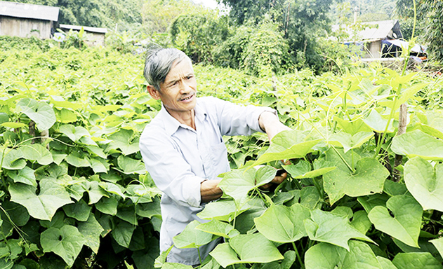 Su su đang mang lại hiệu quả cao cho người dân Phja Khao