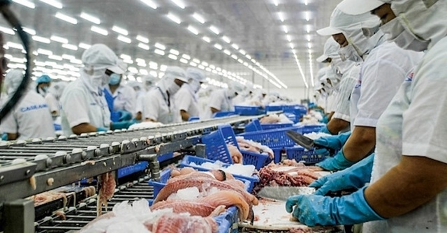 Đến nửa đầu tháng 5, giá trị xuất khẩu cá tra sang thị trường EU đạt 105,2 triệu USD, tăng 31,5% so với cùng kỳ năm trước (Ảnh Internet)